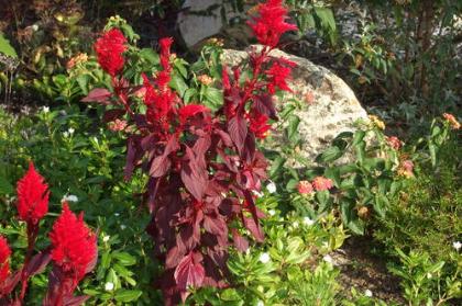 Landscaping & Grounds