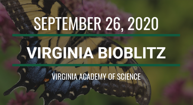 Graphic with butterfly image promoting Virginia BioBlitz event. Text reads “September 26, 2020” and “Virginia BioBlitz.” Additional text reads “Virginia Academy of Science.”